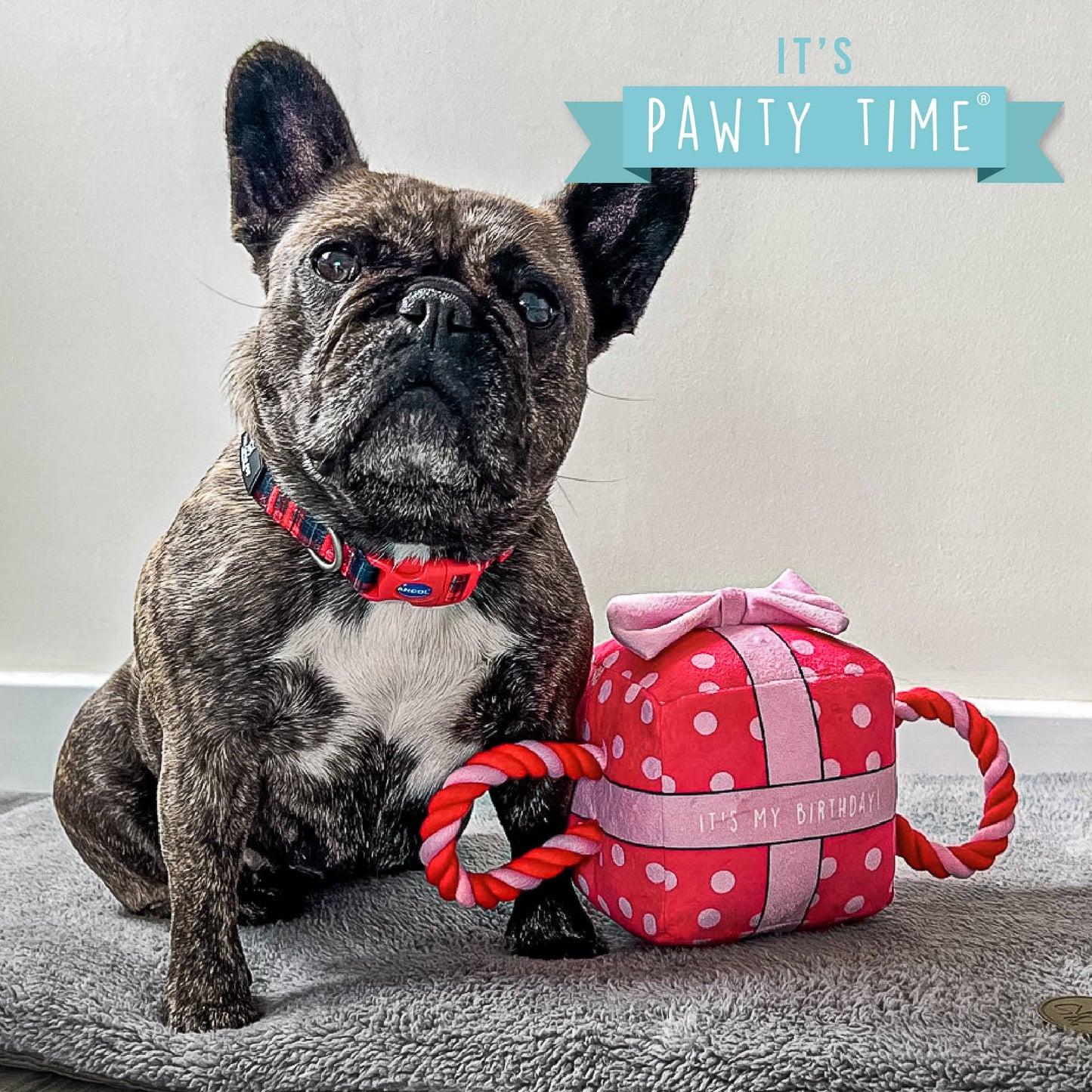 Frenchie with birthday present
