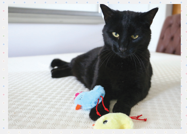 Ancol Fluffy Chicks Cat Toy