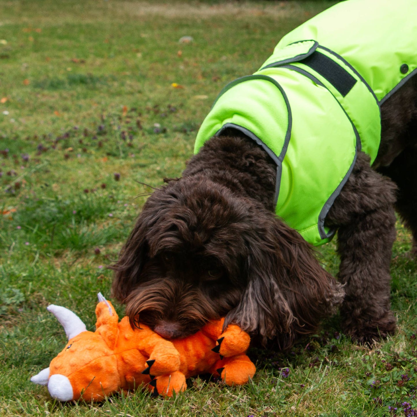 Ancol Triceratops Dog Toy With Dog