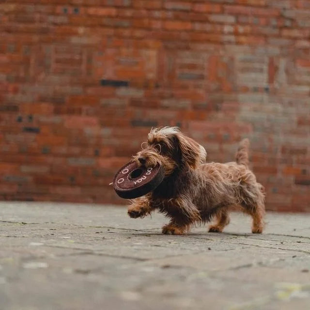 Small dog running with a toy in its mouth against a brick wall.