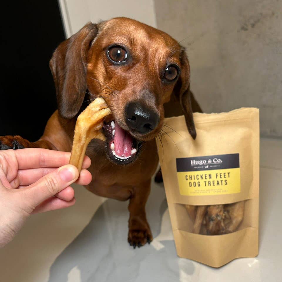 a dog eating natural chicken feet treat