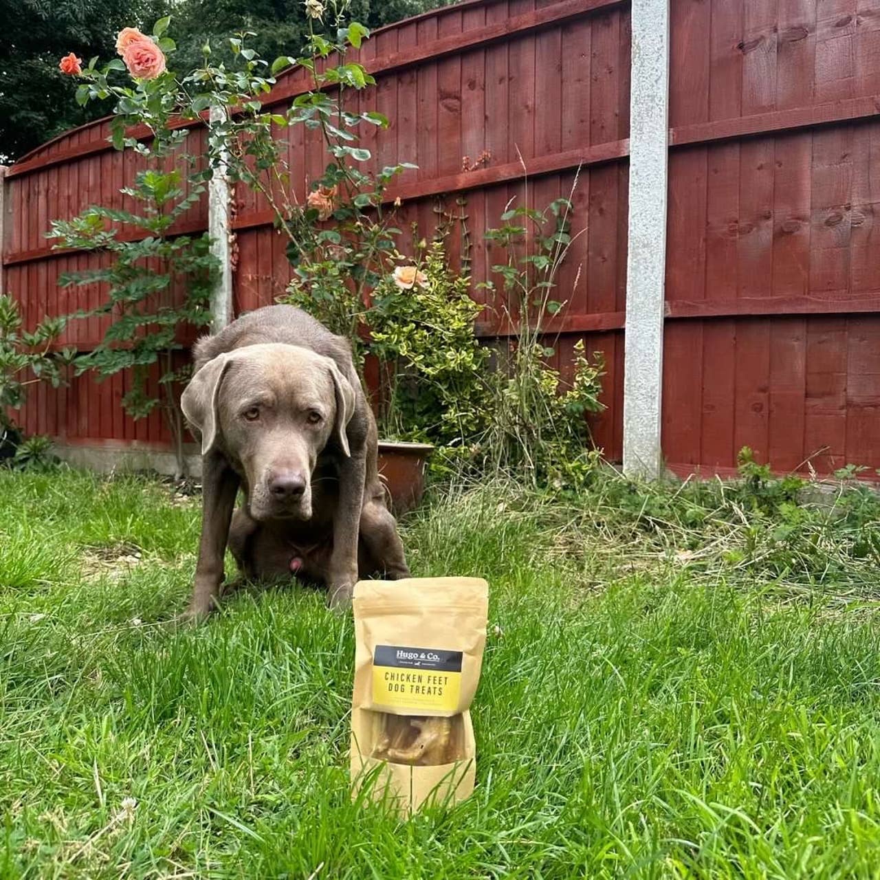 a dog looking at hugo and co chicken feet dog treats
