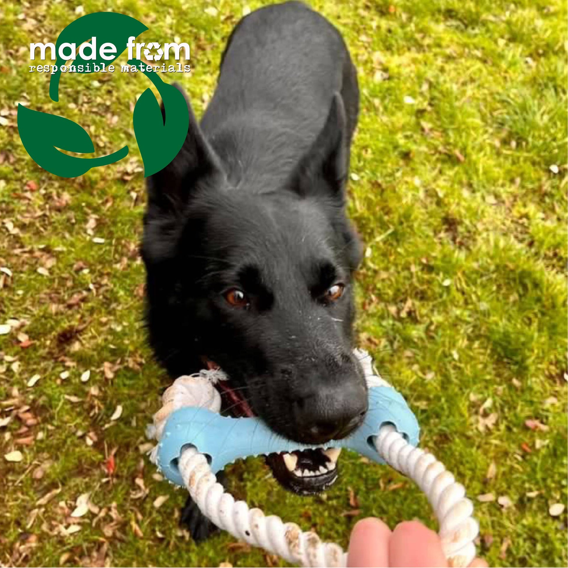 dog playing with blue made from rice bone