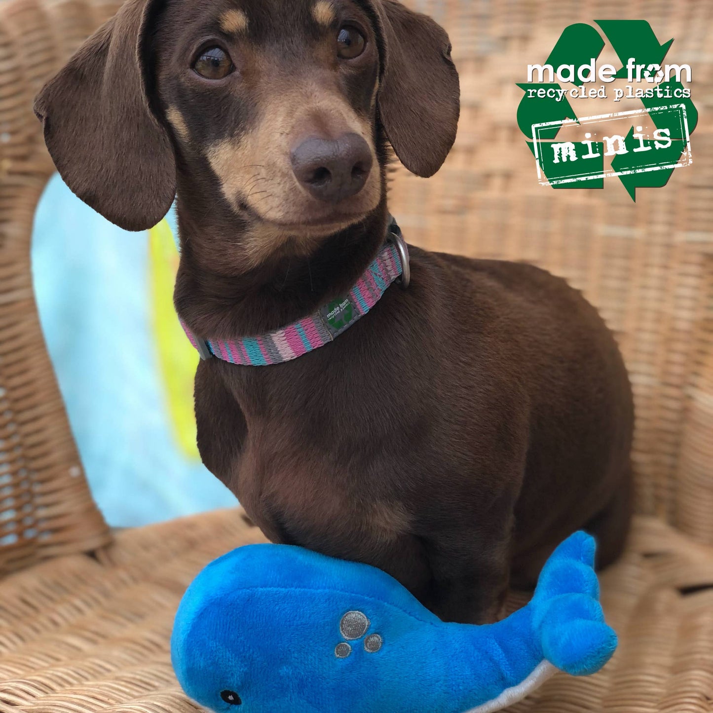 Dog playing with ancol mini whale dog toy