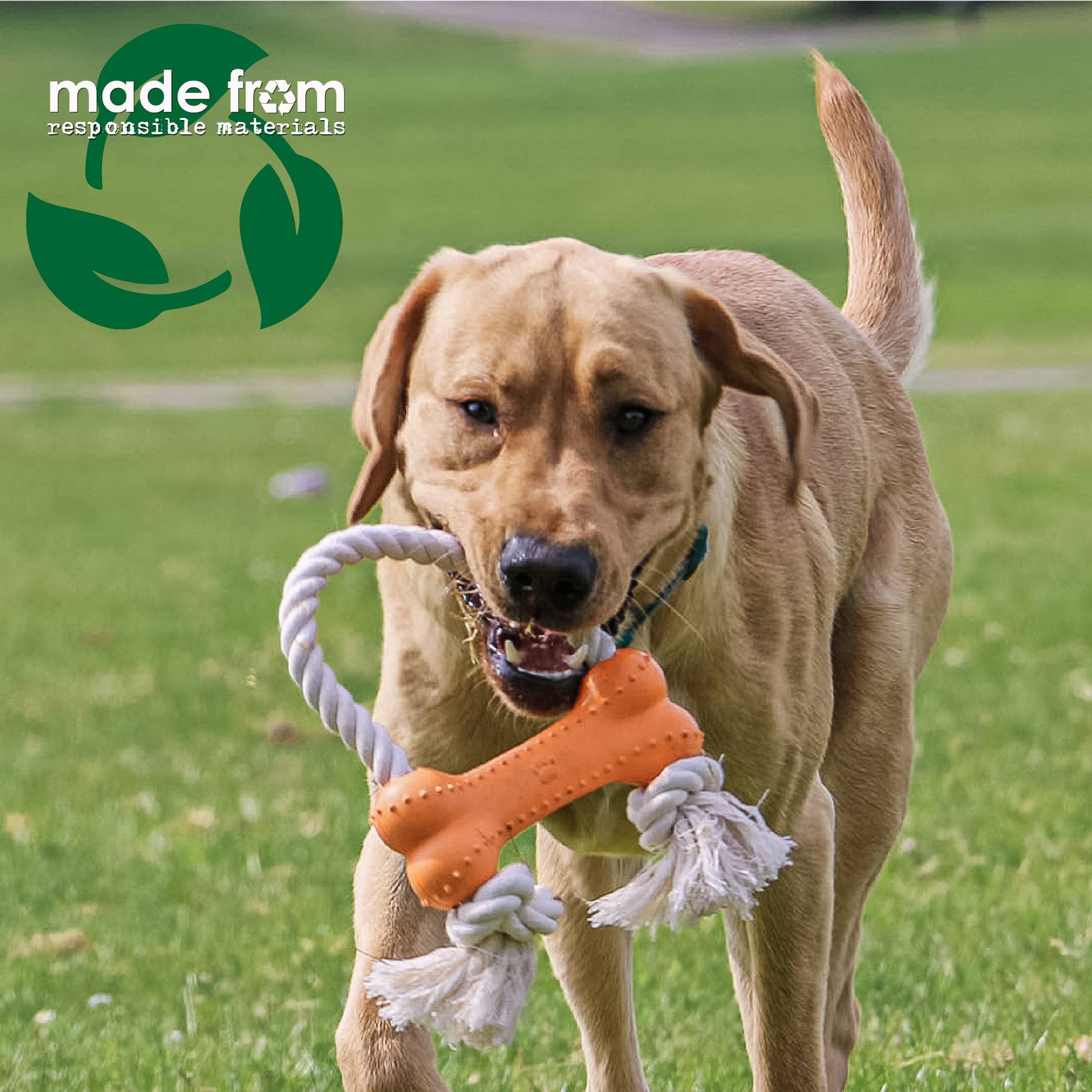 Dog playing qwith orange made from rice bone