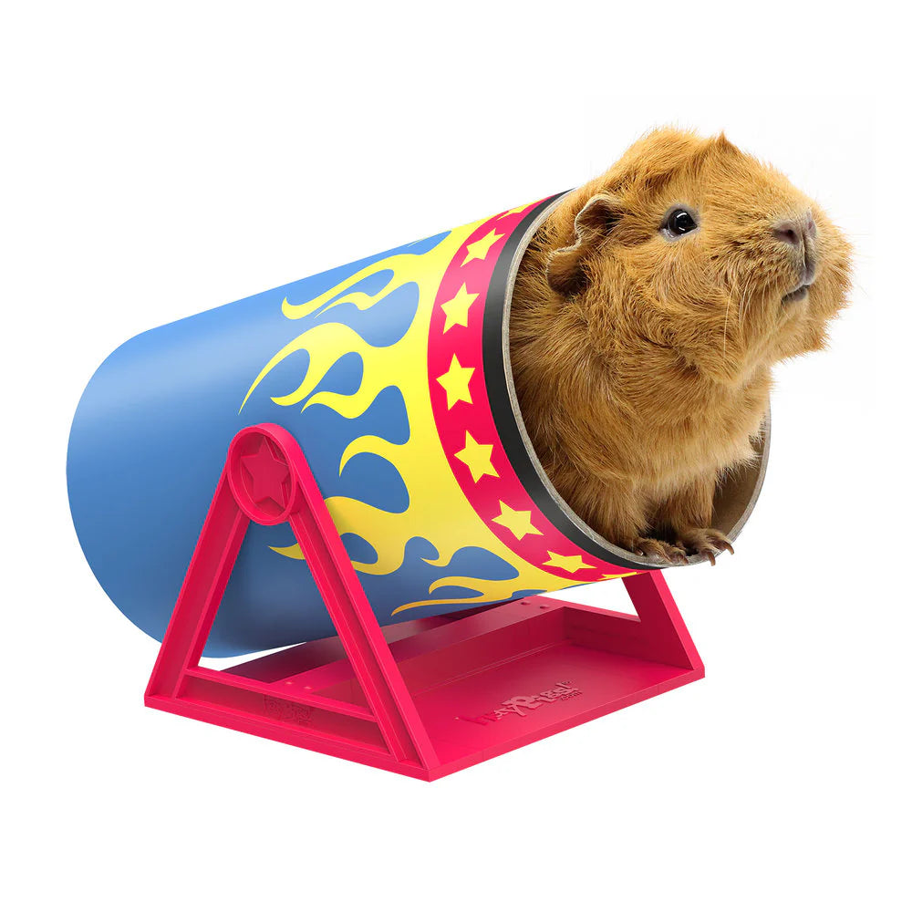 Guinea pig in haypigs cavy cannonball tube