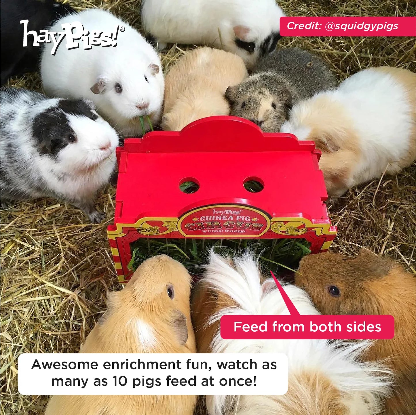 :Lots of guinea pigs using haypigs wheek wagon