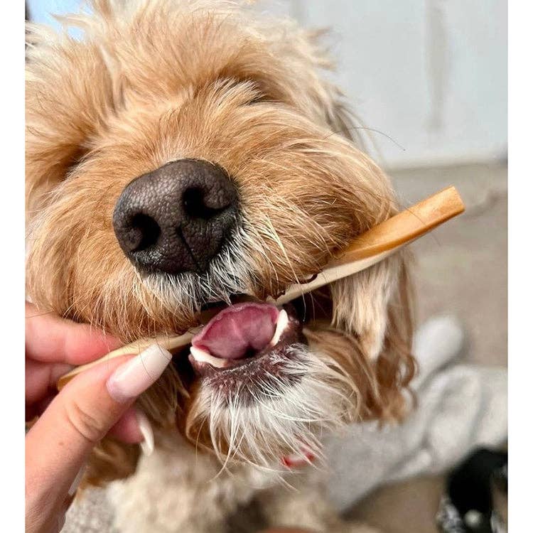 dog enjoying fruit and veg straw