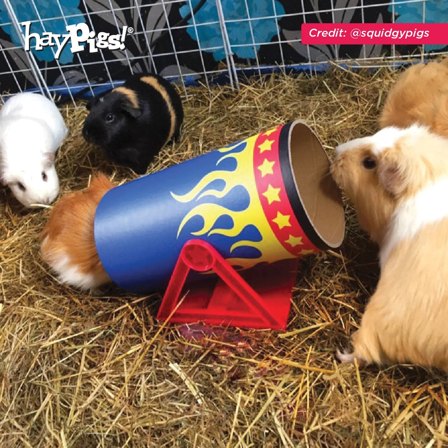Guinea pigs playing with tilting haypigs cavy cannonbal