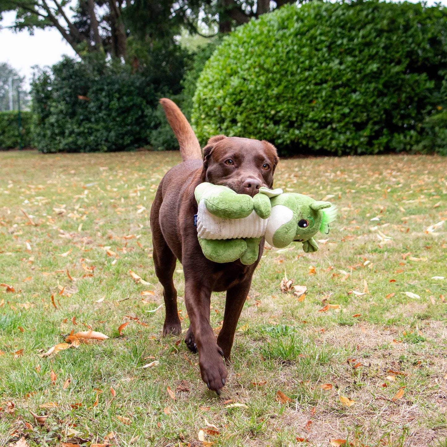 Dog running outdoors with a green toy in its mouth