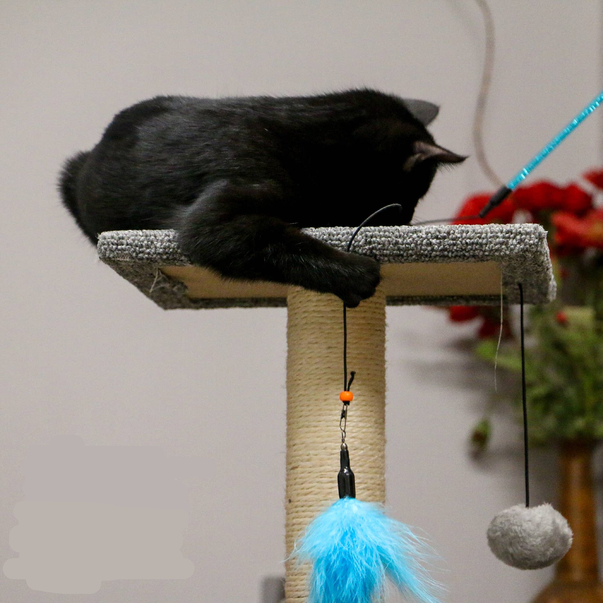 Cat playing with dangler toy