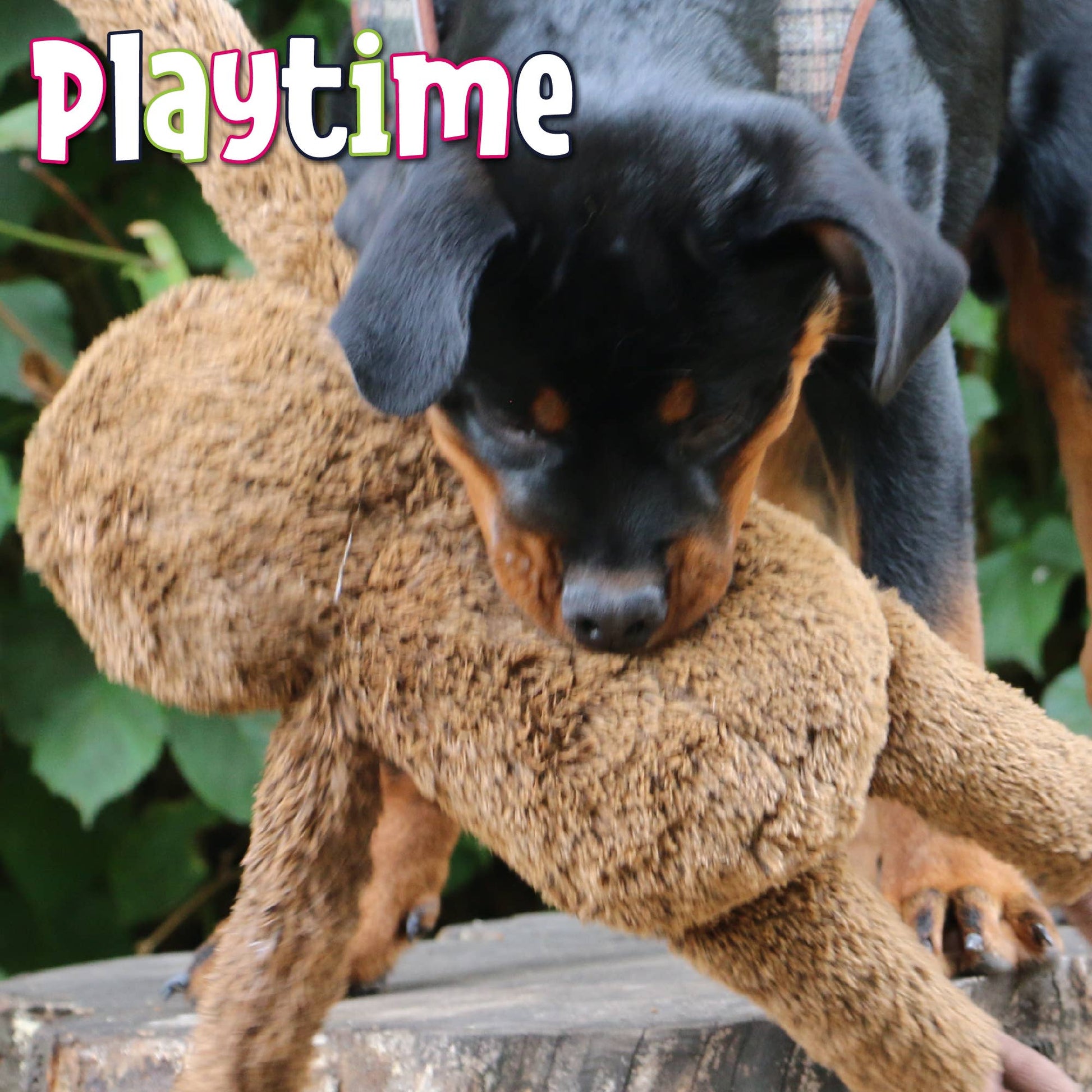 Ancol Playtime Range Sloth Plush Dog Toy