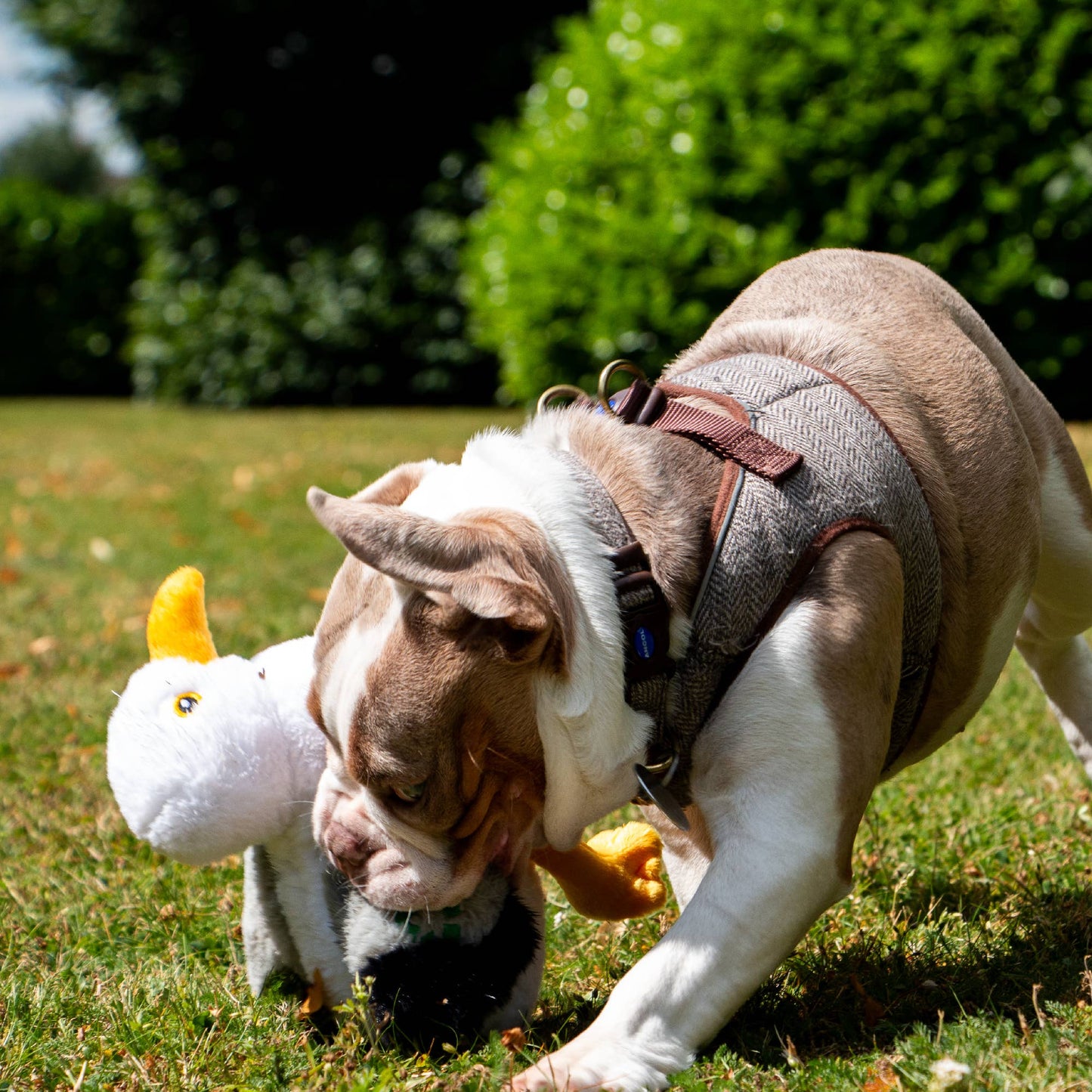 Dog playing with eco friendly seagull dog toy