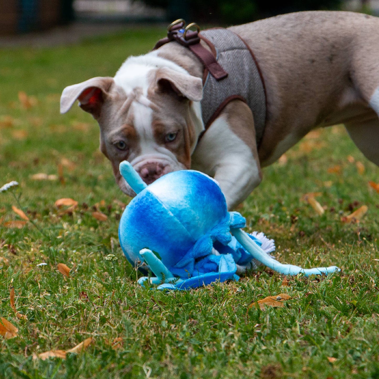 Dog playing with recycled eco friendly jellyfish dog toy