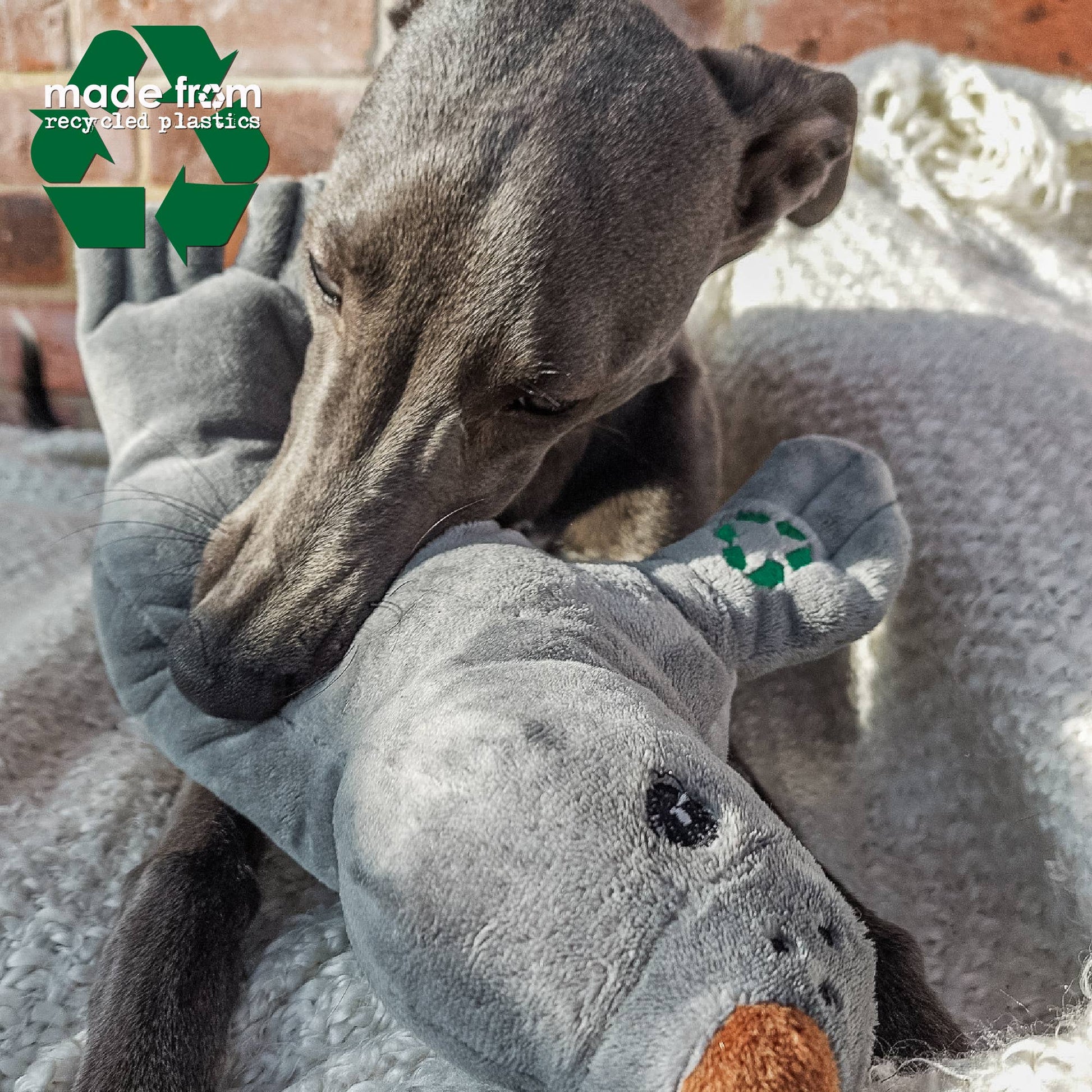 dog playing with ancol made from seal dog toy