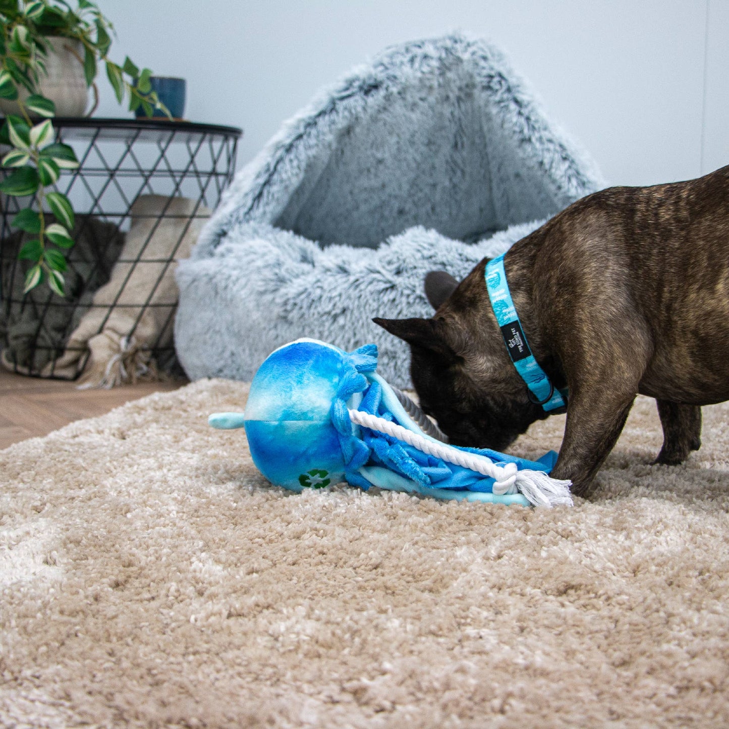 Frenchie playing with recycled eco friendly jellyfish dog toy