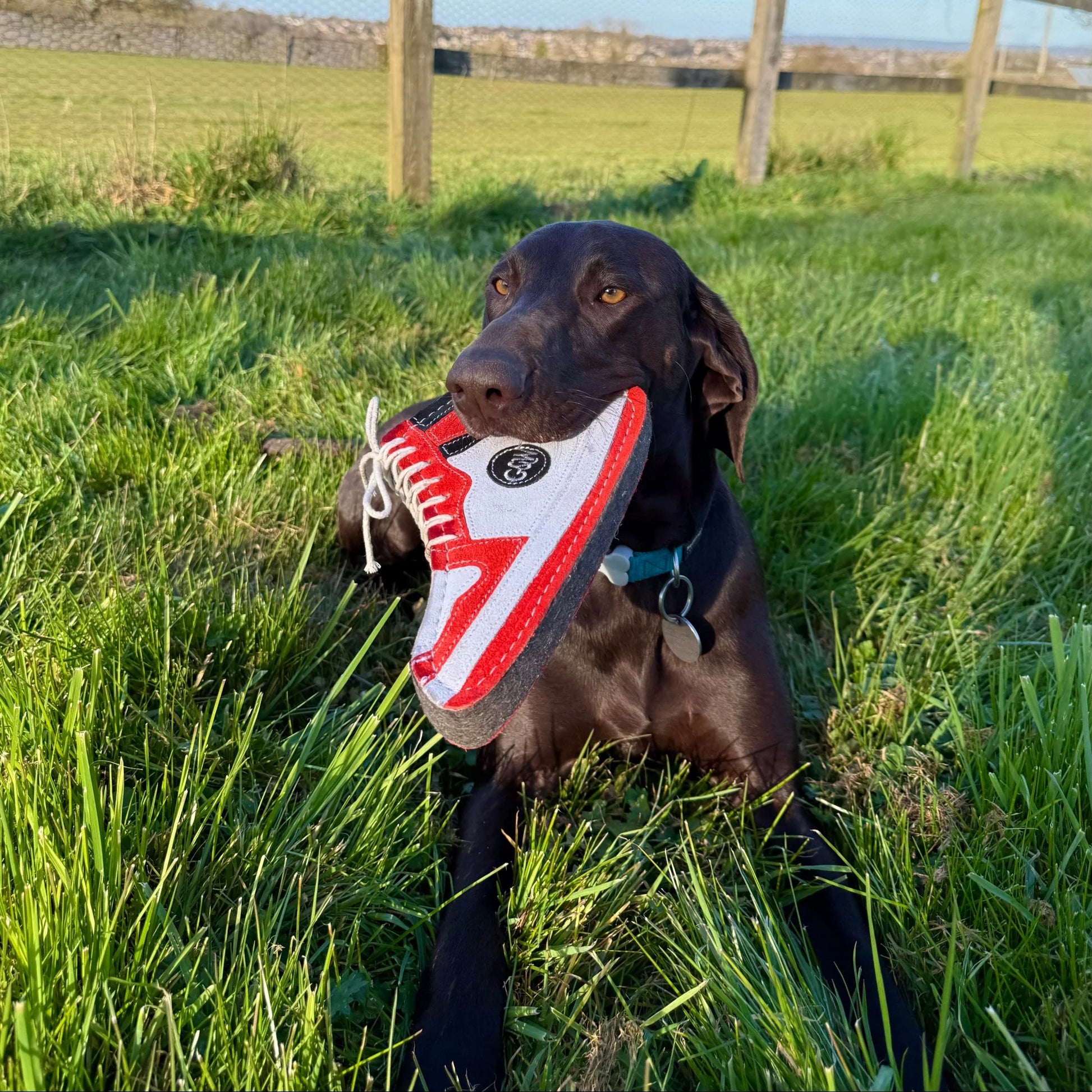 Dog holding a red and white shoe in its mouth outdoors on grass