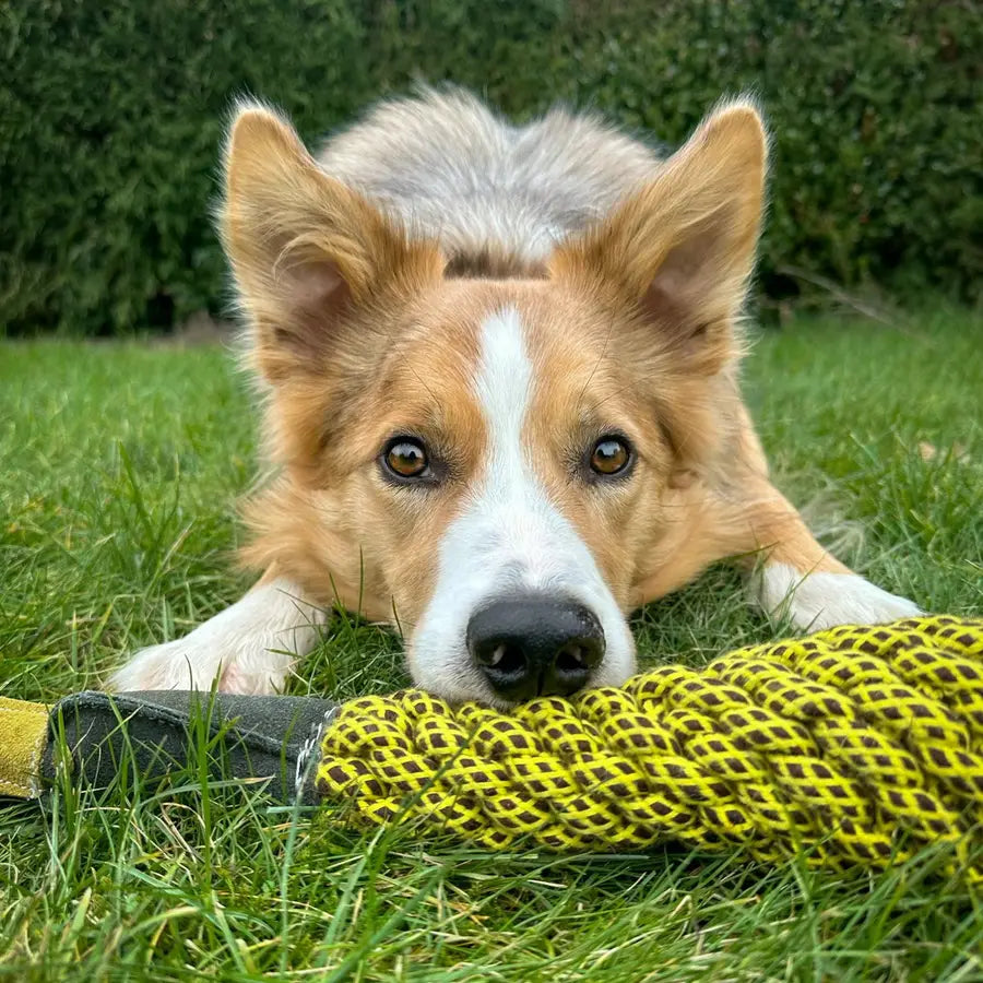 Green & Wilds Delilah the Duckess Eco Friendly Dog Toy