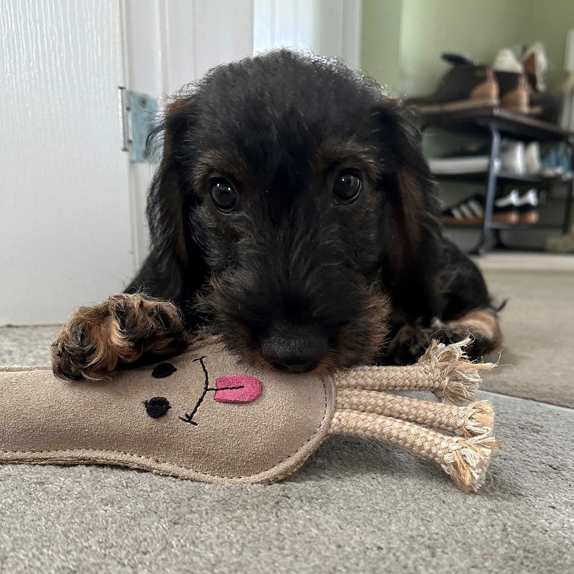 a dog playing with lenny the leek