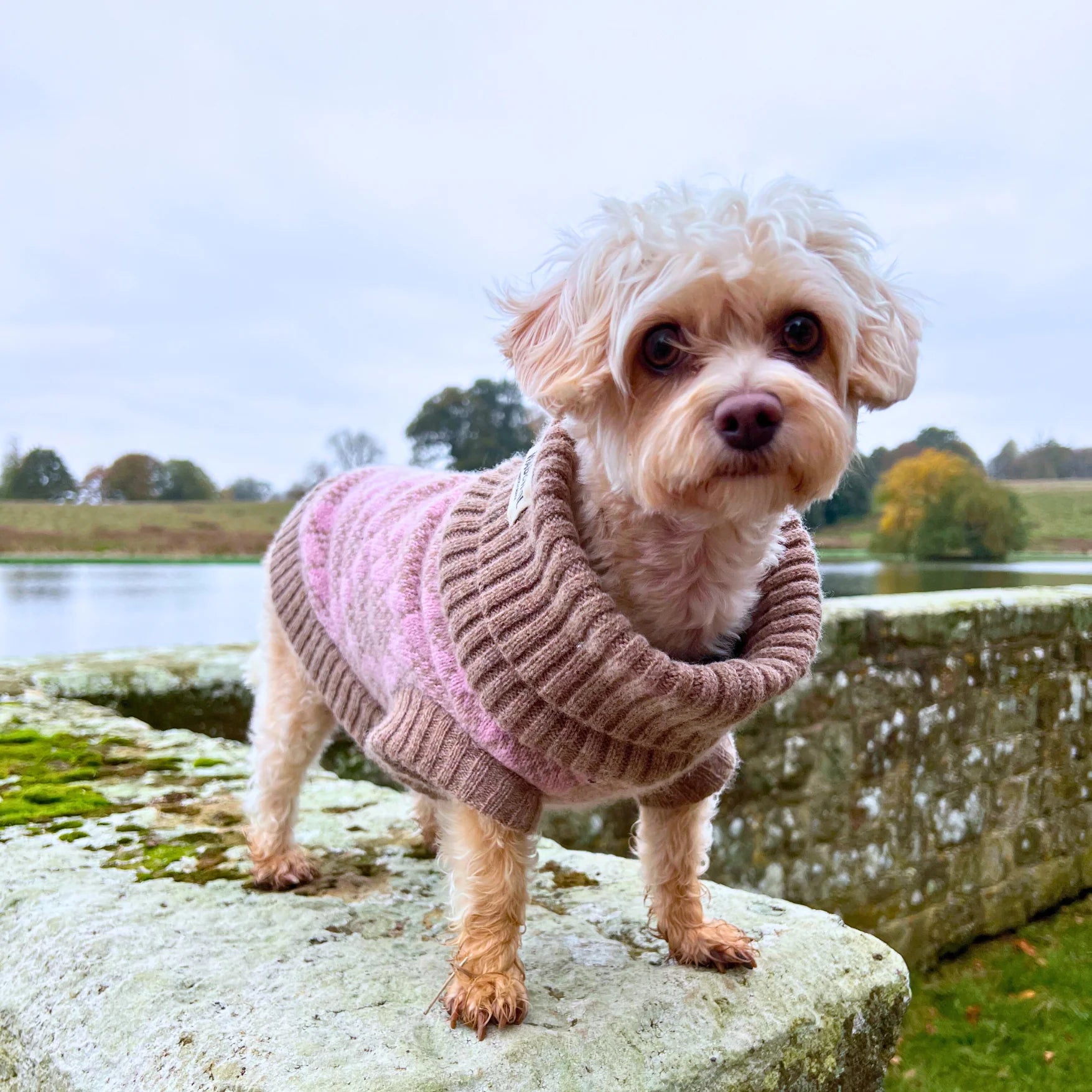 Small dog wearing a pink sweater standing on a stone wall by a lake.