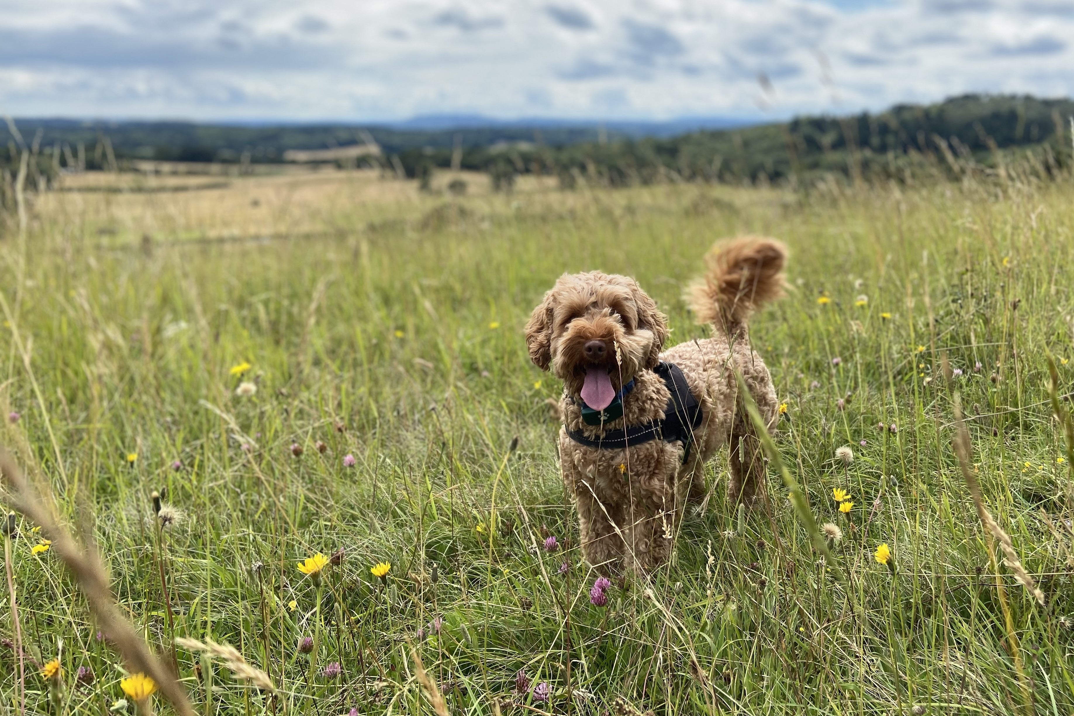 Betty Playing at Newlands Corner