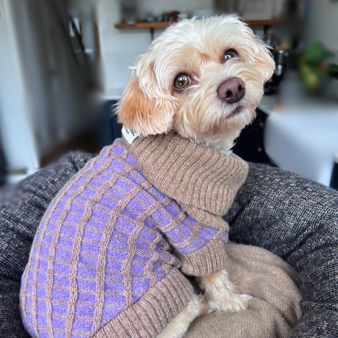Small dog wearing a purple sweater sitting on a person's lap indoors.