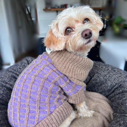 Small dog wearing a purple sweater sitting on a person's lap indoors.