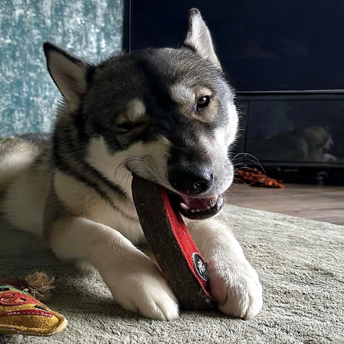 dog playing with chad the chilli