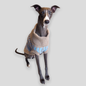 Wag & Wool Paddy Dog Jumper in Sky Blue