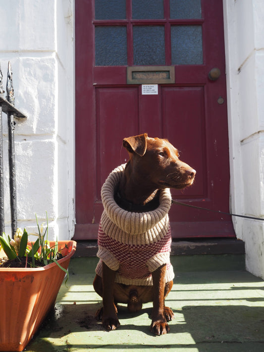 Wag & Wool Burgundy Monti Dog Jumper